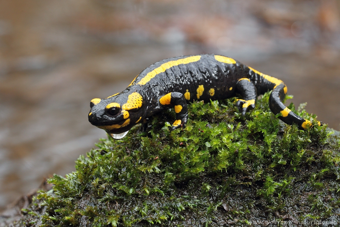 feuersalamander