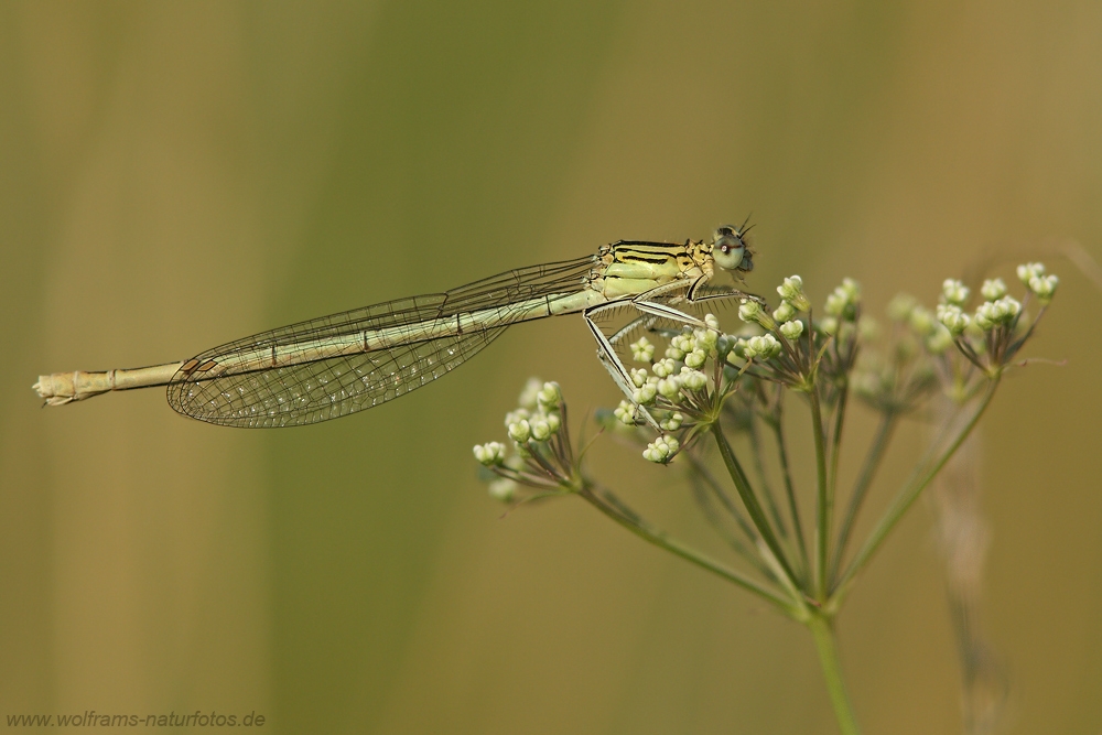 blaue_federlibelle