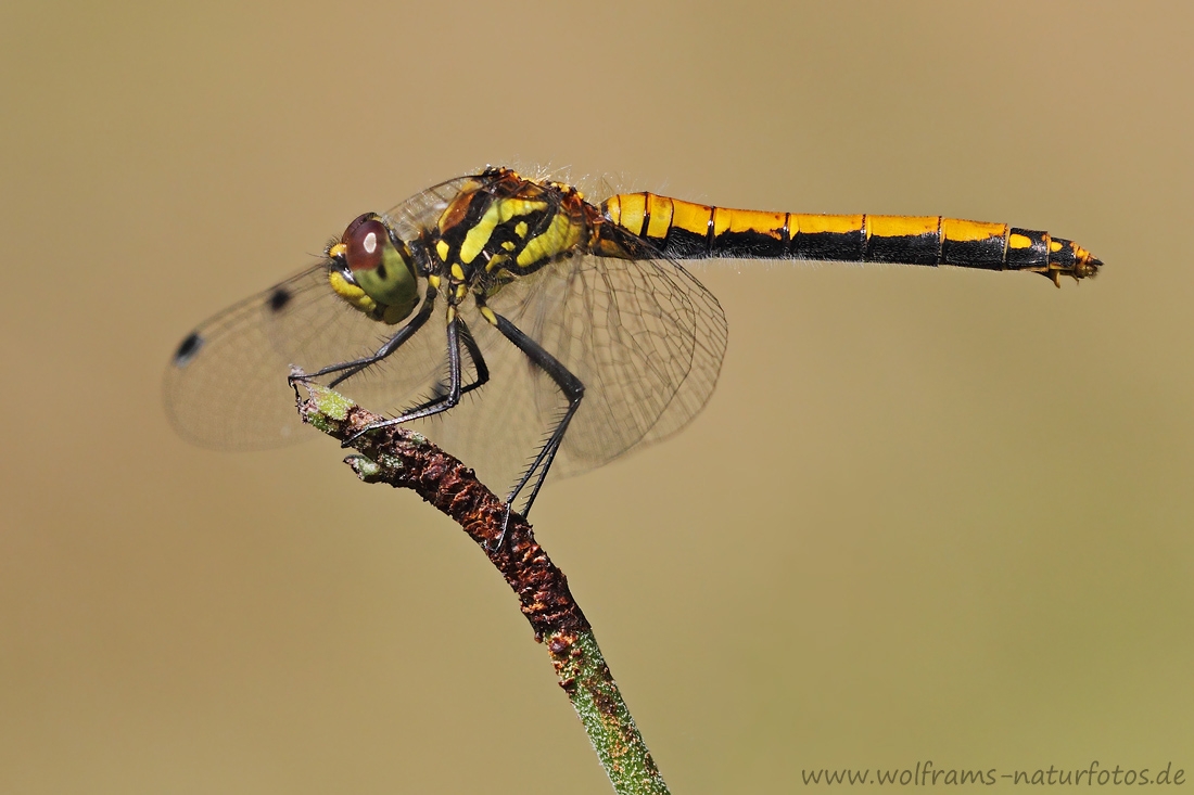 schwarze_heidelibelle (2)