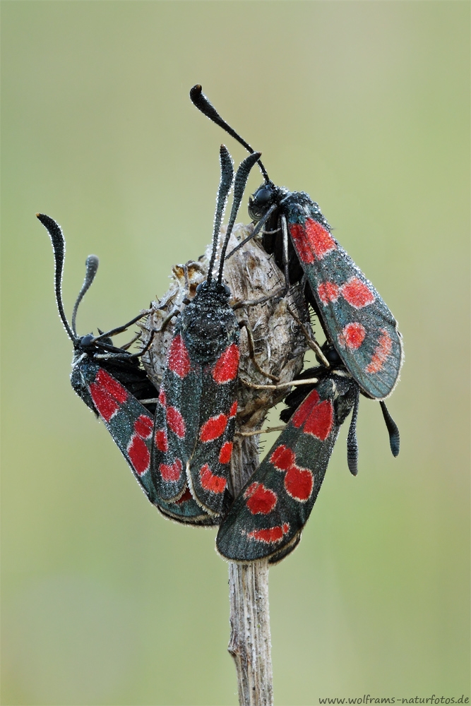 esparsettenwidderchen