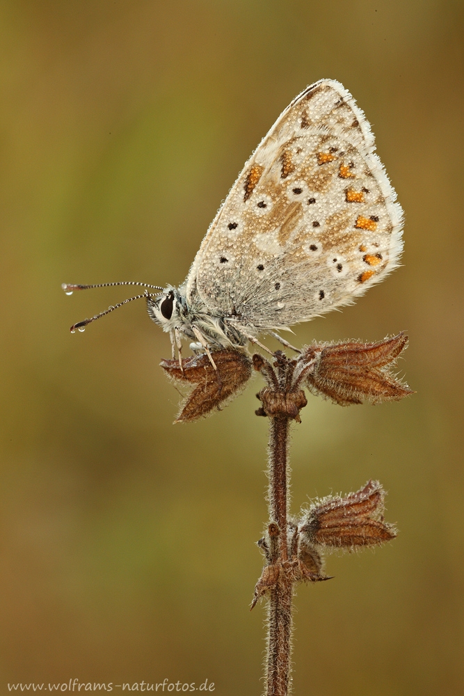 WRH_9537