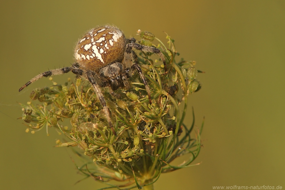 gartenkreuzspinne