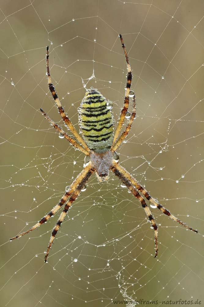 wespenspinne