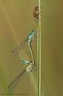 EOS 7D Mark II_2017_06_01_20003