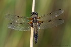 EOS 7D Mark II_2017_06_01_19803