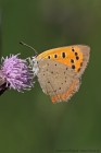 EOS 7D Mark II_2017_07_09_24953