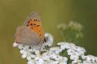 EOS 7D Mark II_2017_08_25_32669
