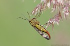 EOS 7D Mark II_2017_07_04_23633