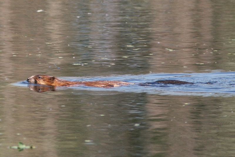 bisamratte