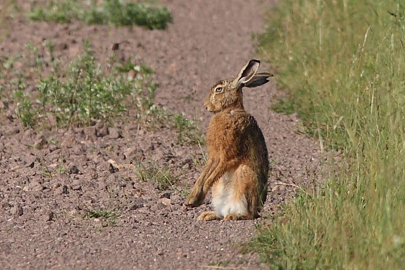 Feldhase5