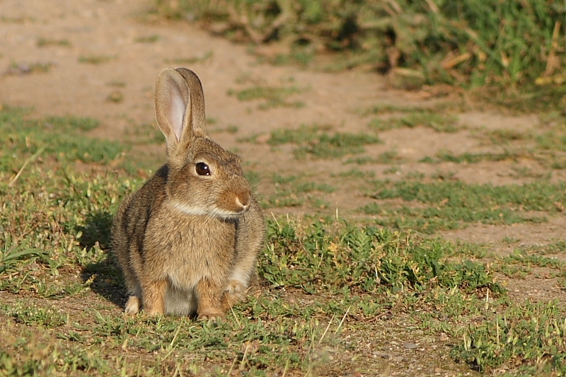 Kaninchen2