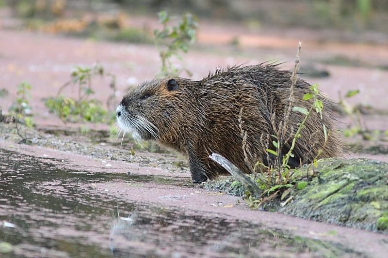 Nutria