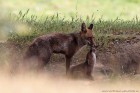 EOS-1D Mark IV_2017_04_21_13750