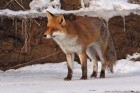 Fuchs 