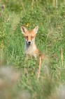 Fuchs 