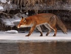 Fuchs 