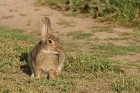 Wildkaninchen 