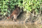 Waschbär 