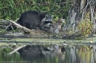 Waschbär 