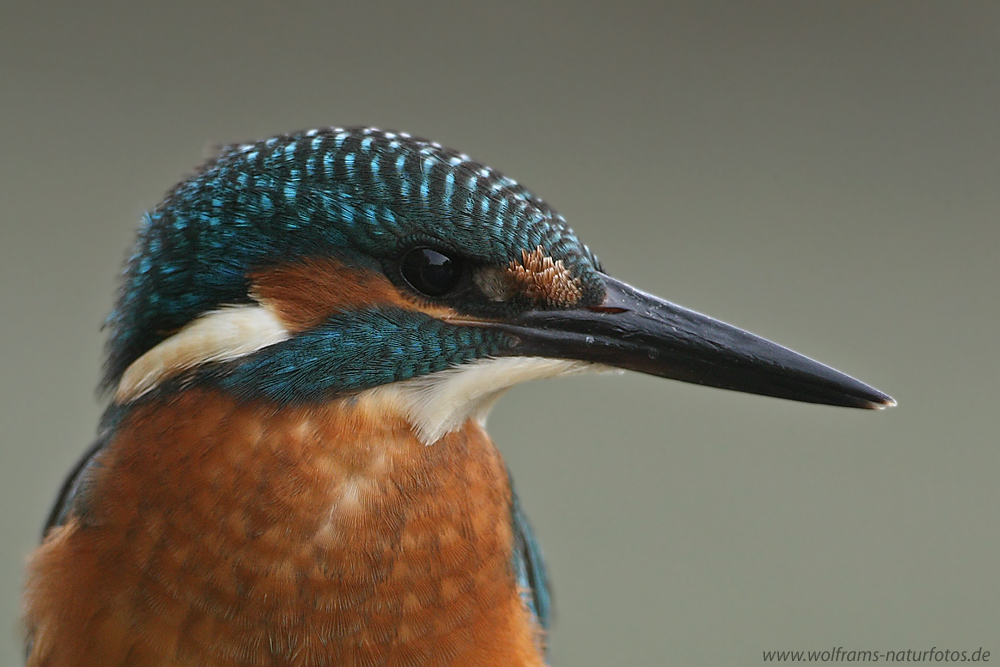 eisvogel13