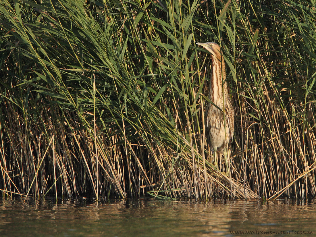 rohrdommel1