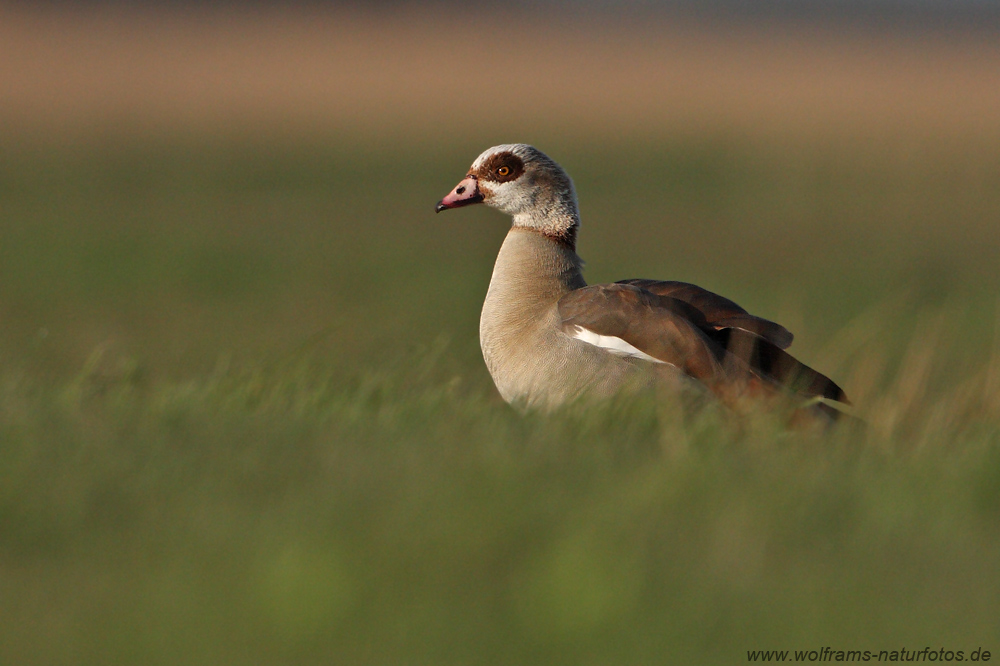 nilgans