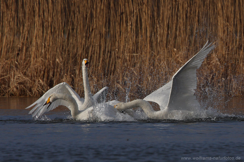 singschwan1