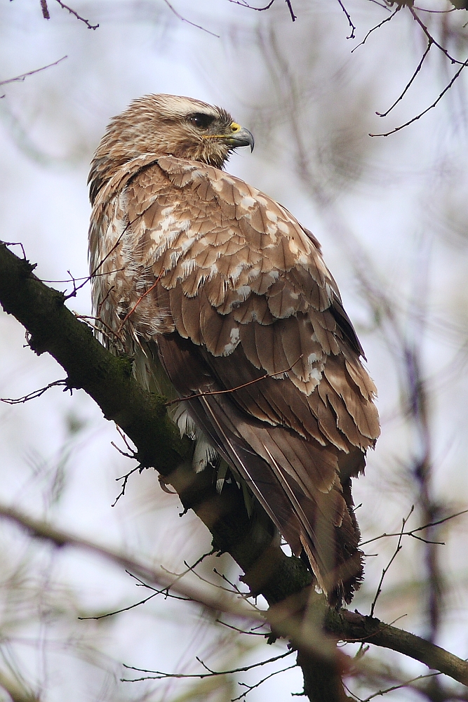 Maeusebussard3