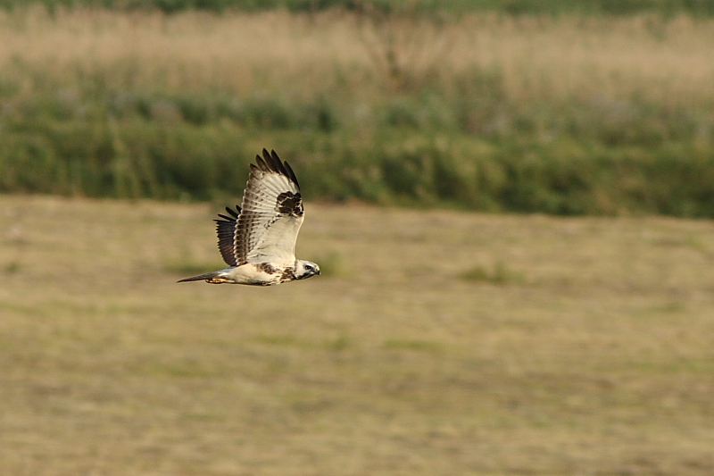 Maeusebussard5