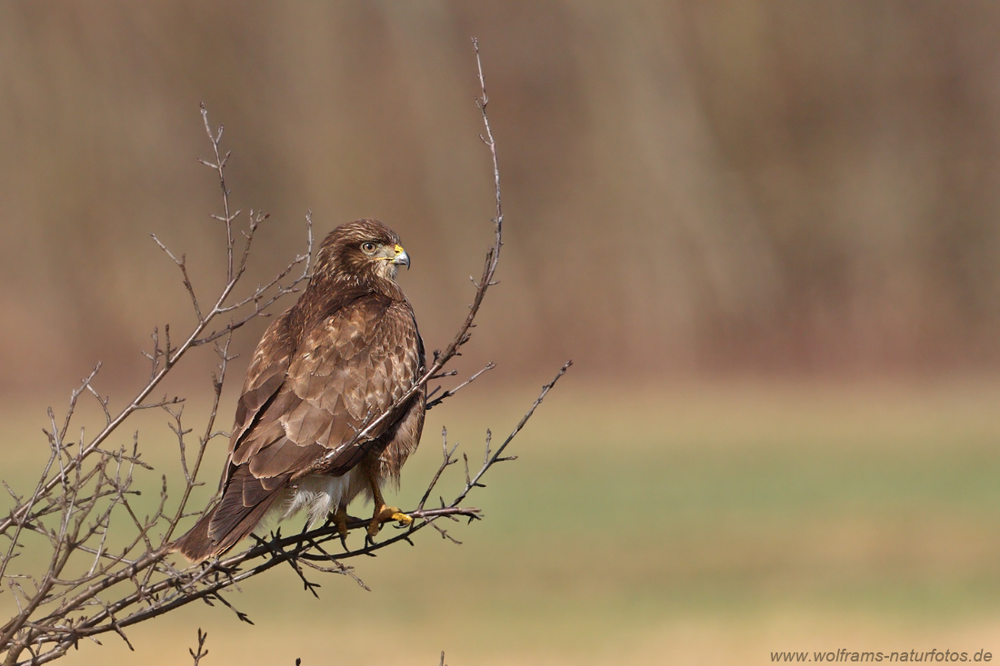 maeusebussard_04