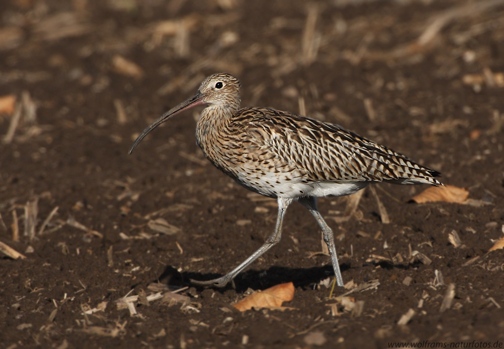 grosser_brachvogel2