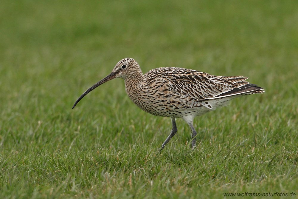 grosser_brachvogel_1000