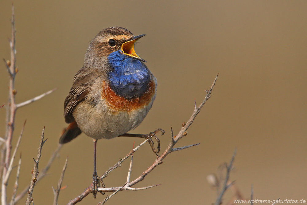 blaukehlchen