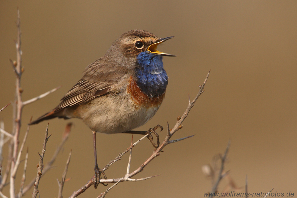 blaukehlchen2