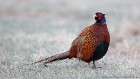 EOS 5D Mark IV_2018_03_30_50557