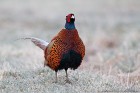 EOS 5D Mark IV_2018_03_30_50574