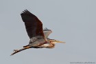 EOS-1D Mark IV_2017_04_23_08421