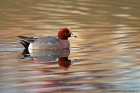 EOS-1D Mark IV_2017_01_29_2853