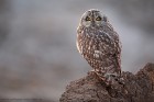 EOS 5D Mark IV_2018_05_04_55894