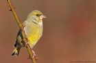 EOS 5D Mark IV_2018_01_01_43360