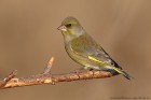 EOS 5D Mark IV_2018_02_23_46949