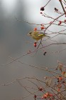 EOS 7D Mark II_2016_12_29_00387