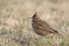 EOS 7D Mark II_2017_02_24_04196