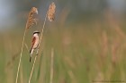 EOS 5D Mark IV_2018_05_29_59454