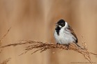 EOS 5D Mark IV_2018_03_30_50714