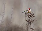 EOS 5D Mark IV_2017_12_23_41996