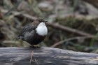 Wasseramsel 