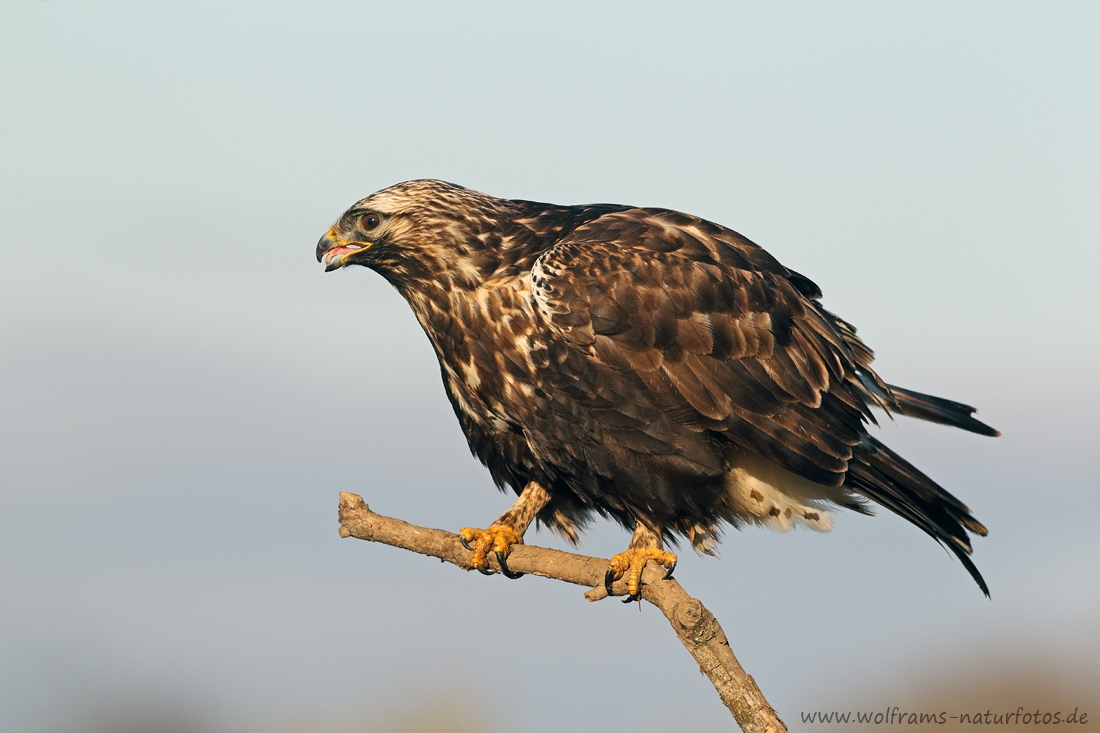 rauhfussbussard