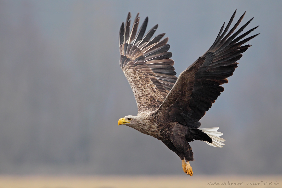 seeadler_1