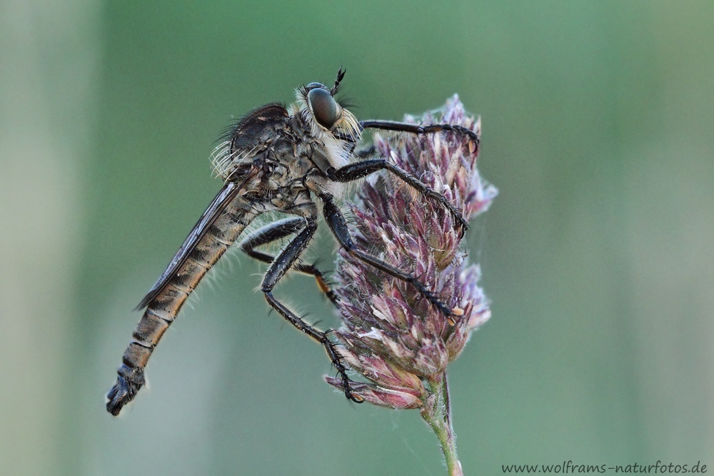 raubfliege